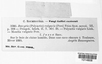 Botrytis cinerea image